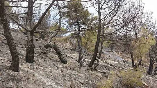 Adıyaman'da orman yangınına helikopterle müdahale edildi
