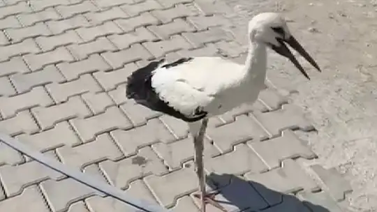 Adıyaman'da sıcaktan bayılan leyleği köylüler kurtardı