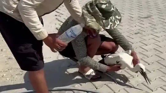 Adıyaman'da sıcaktan bayılan leyleği köylüler kurtardı