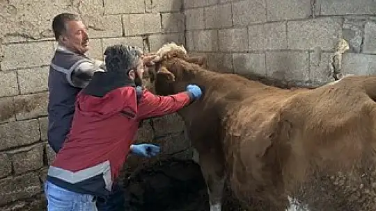 Adıyaman'da zoonoz hastalıklarla mücadele kararlılıkla sürüyor