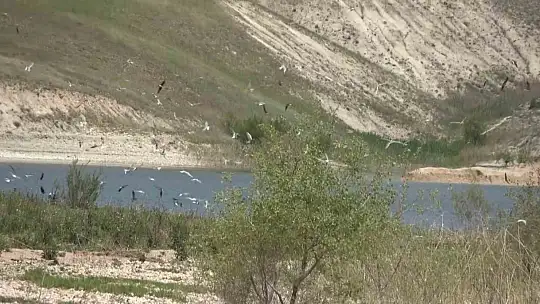 Adıyaman'daki Martı Adası'nda kuluçka dönemi yaşanıyor