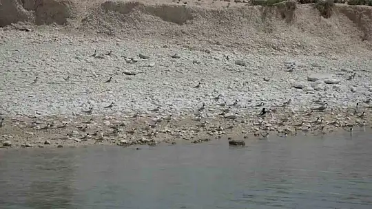 Adıyaman'daki Martı Adası'nda kuluçka dönemi yaşanıyor