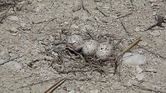 Adıyaman'daki Martı Adası'nda kuluçka dönemi yaşanıyor