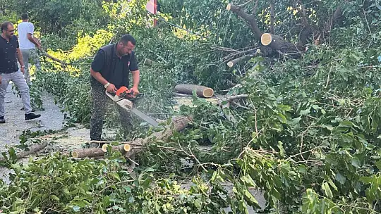 Arapgir'de fırtına ağaçları devirdi