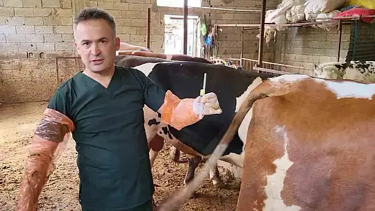 Arı sütü ineklerde kısırlığı tedavi etti, şimdi sıra insanlarda