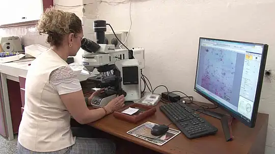 Arı sütü ineklerde kısırlığı tedavi etti, şimdi sıra insanlarda