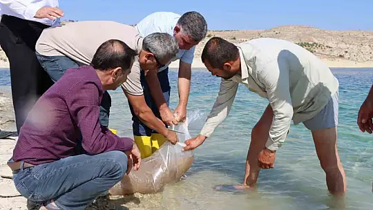 Atatürk Baraj Göleti'ne 2 buçuk milyon şabut balığı yavrusu bırakıldı