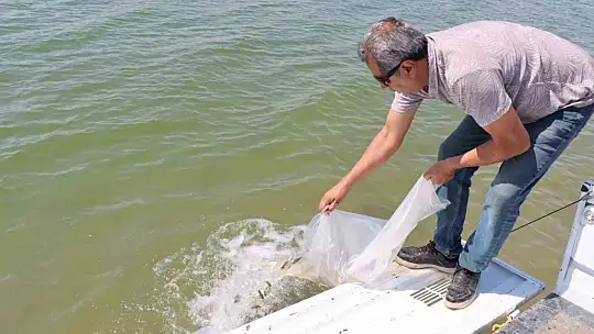 Baraj göletine 3 milyon 550 bin adet yavru balık bırakıldı