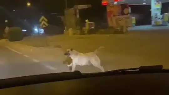 Adıyaman'da başıboş sokak köpekleri kazaya davetiye çıkarıyor