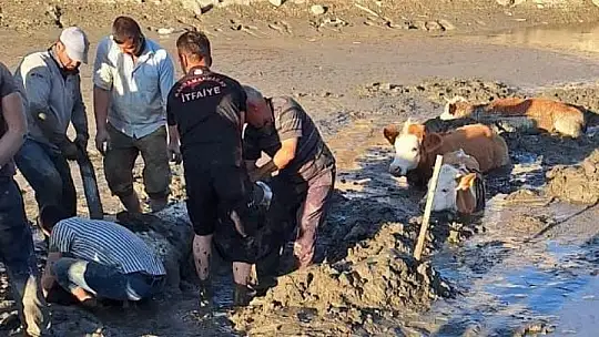 Bataklığa saplanan 6 inek kurtarıldı