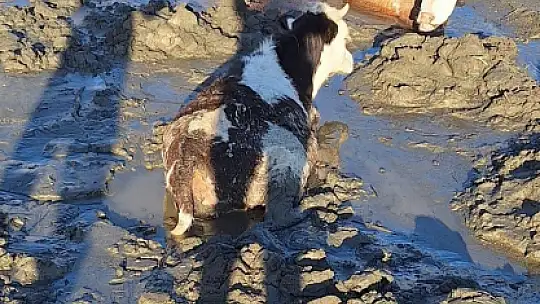 Bataklığa saplanan 6 inek kurtarıldı