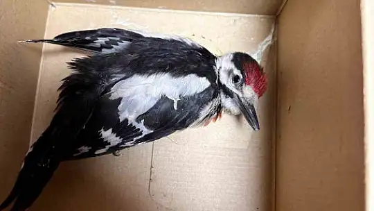 Besni'de yaralı halde bulunan ağaçkakan koruma altına alındı