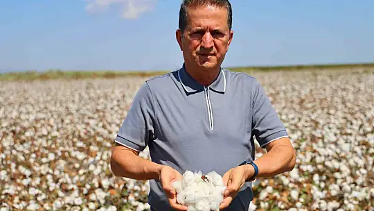 Bir dönemin beyaz altını, pamukta hasat başladı