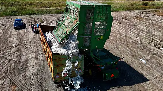 Bir dönemin beyaz altını, pamukta hasat başladı