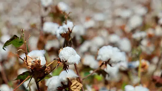 Bir dönemin beyaz altını, pamukta hasat başladı