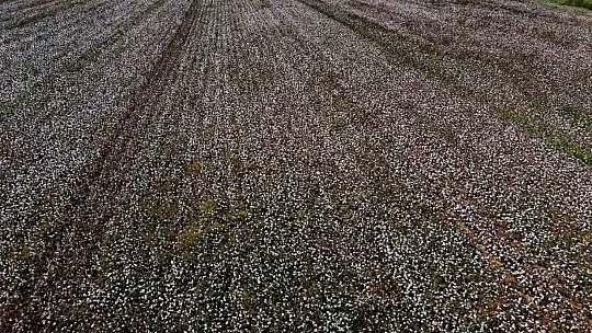 Bir dönemin beyaz altını, pamukta hasat başladı