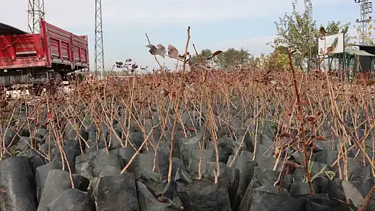 Büyükşehir'den çiftçilere 35 bin fıstık fidanı desteği