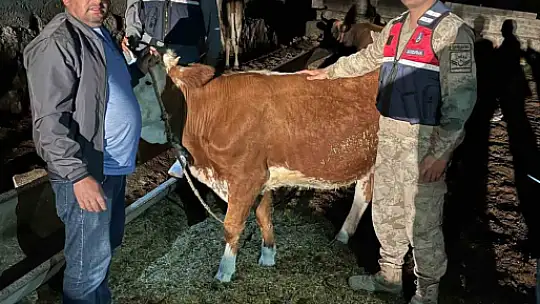 Çalınan 4 büyükbaş hayvan sahibine teslim edildi