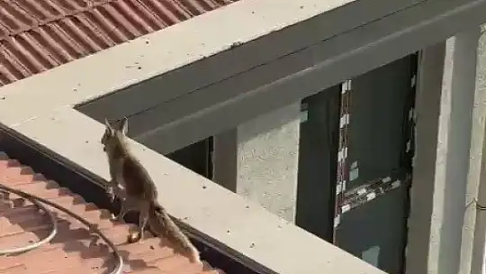 Çatıya çıkan tilki ekipleri harekete geçirdi