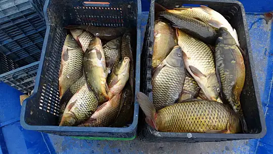 Denizi olmayan Malatya'da balık ihracatı