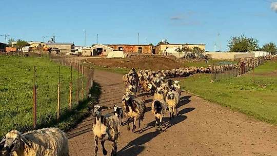Diyarbakır'da göçerlerin zorlu yolculuğu başladı