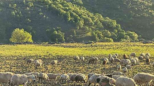 Diyarbakır'da göçerlerin zorlu yolculuğu başladı