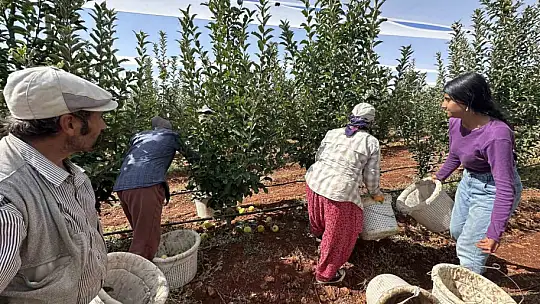 Doğanşehir'de elma hasadı başladı