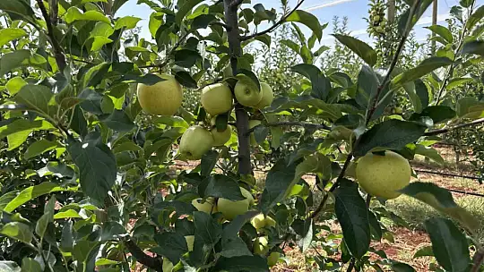 Doğanşehir'de elma hasadı başladı