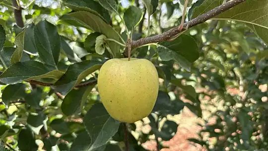 Doğanşehir'de elma hasadı başladı
