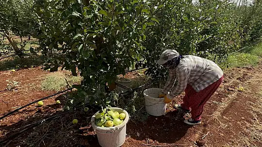 Doğanşehir'de elma hasadı başladı