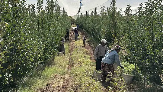 Doğanşehir'de elma hasadı başladı