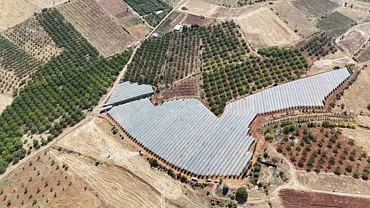 Doğanşehir'de elma hasadı başladı