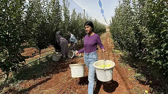 Doğanşehir'de elma hasadı başladı