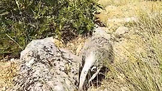 Dünyanın en korkusuz hayvanı bal porsuğunu tek darbeyle bayılttı