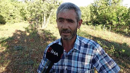 Dünyanın en korkusuz hayvanı bal porsuğunu tek darbeyle bayılttı