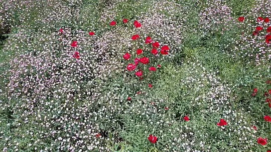 Ekili alanlarda renk cümbüşü