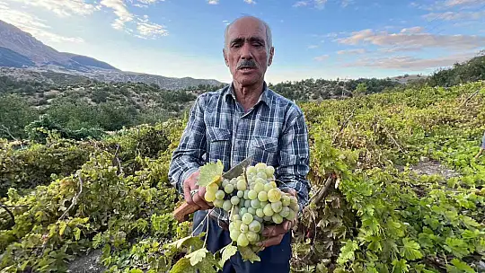 Ekinözü'nde bağ bozumu sonrası pekmez telaşı