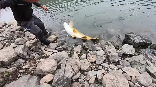 Elazığ'da 60 kiloluk turna balığı yakalandı