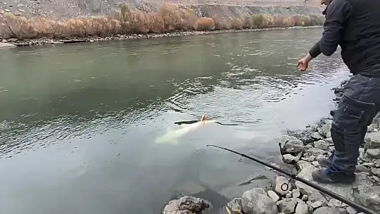 Elazığ'da 60 kiloluk turna balığı yakalandı