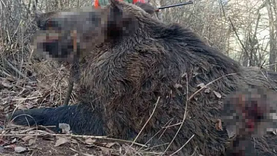 Elazığ'da avcılar sürü halinde domuz avladı