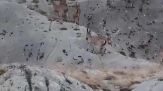 Elazığ'da dağ keçileri dronla görüntülendi