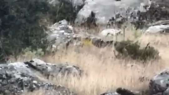 Elazığ'da dağ keçileri dronla görüntülendi