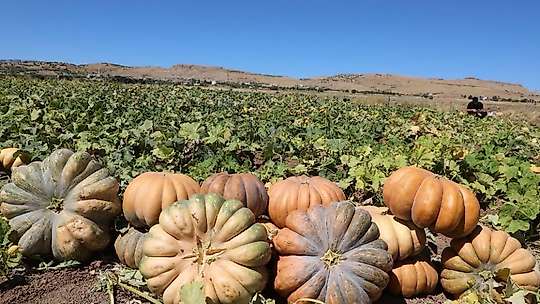Elazığ'da kabak hasadı başladı: 4 bin tonun üzerinde rekolte bekleniyor