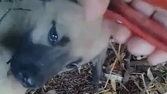 Elazığ'da kafasını tel örgülere sıkıştıran yavru köpeği vatandaşlar kurtardı