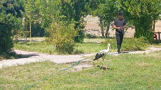 Elazığ'da kanadı kırık leylek koruma altına alındı