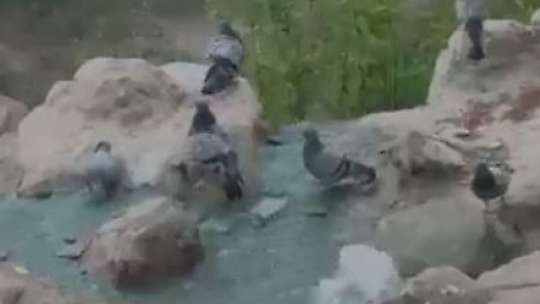 Elazığ'da kavurucu sıcaktan bunalan güvercinler suyla serinledi