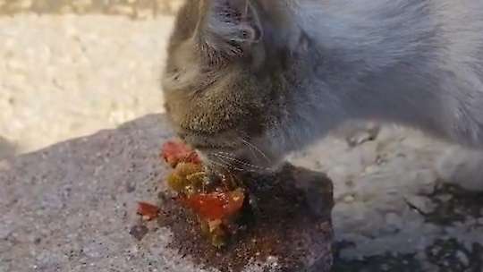 Elazığ'da kedinin menemen ziyafeti