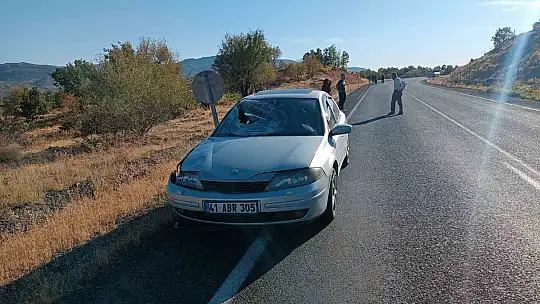 Elazığ'da otomobilin çarptığı at telef oldu