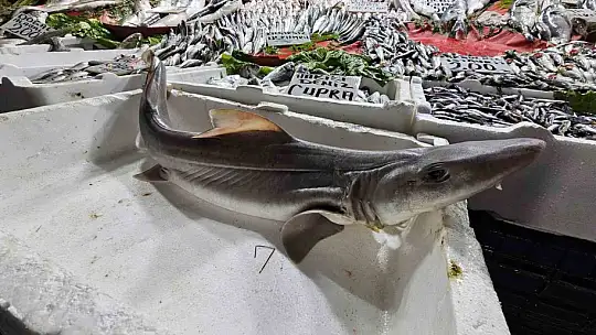 Elazığ'da satışa çıkarılan köpek balığı ilgi odağı oldu