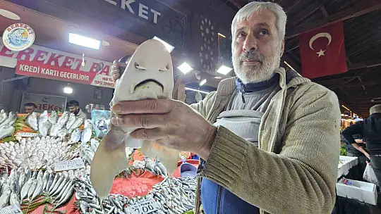 Elazığ'da satışa çıkarılan köpek balığı ilgi odağı oldu